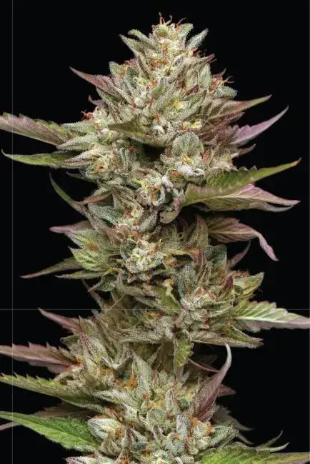 Moon Fog Feminized Cannabis Seeds By Humboldt Seed Company Humboldt Seed Company