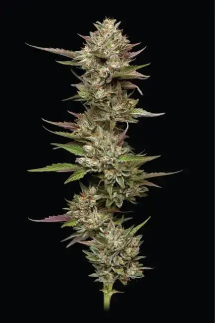 Moon Fog Feminized Cannabis Seeds By Humboldt Seed Company Humboldt Seed Company