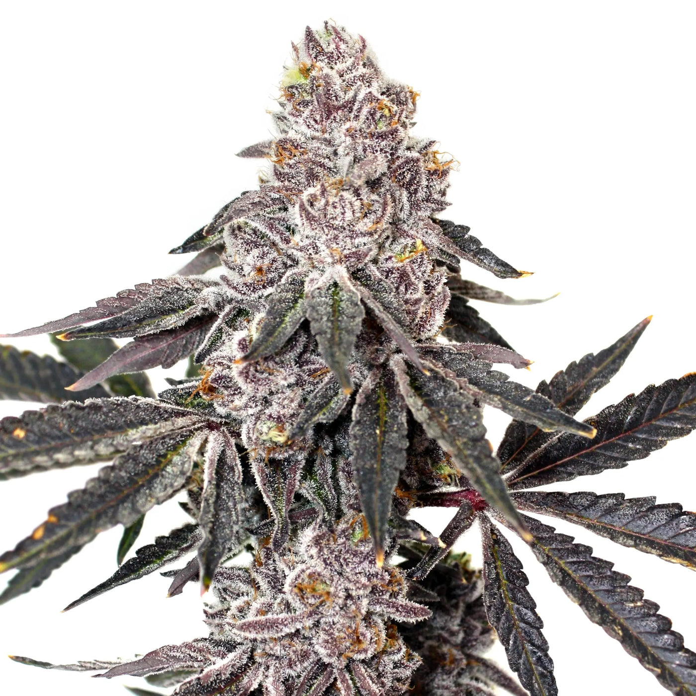 Berry Crusher Feminized Cannabis Seeds By Elev8 Seeds Elev8 Seeds