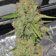 Big Bang Autoflower Cannabis Seeds By Green House Seed Co. Green House Seed Co.