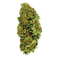 Big Bang Autoflower Cannabis Seeds By Green House Seed Co. Green House Seed Co.