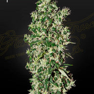 Big Tooth Feminized Cannabis Seeds By Green House Seed Co. Green House Seed Co.