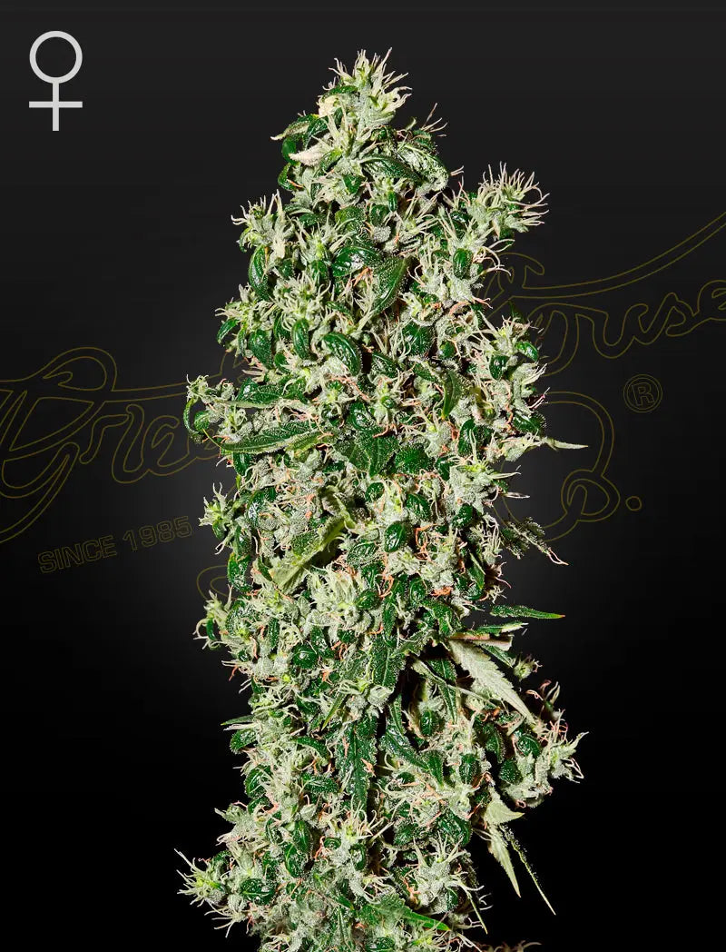 Big Tooth Feminized Cannabis Seeds By Green House Seed Co. Green House Seed Co.