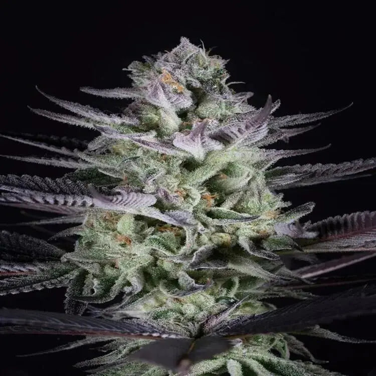 Blue Cookies Feminized Cannabis Seeds By Crop King Seeds Crop King Seeds