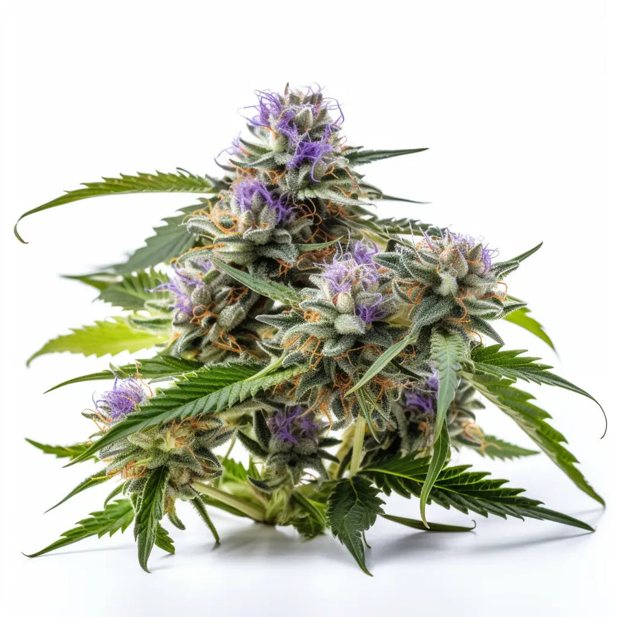 Blue Diesel Autoflower Cannabis Seeds By Sonoma Seeds Sonoma Seeds