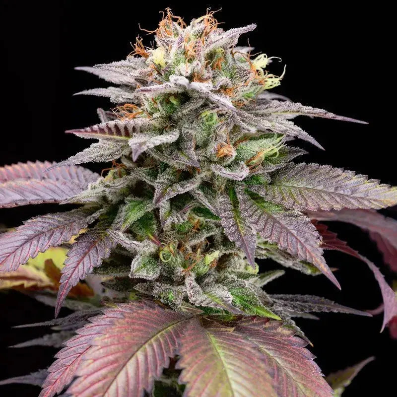 Blue Knuckle Punch Feminized Cannabis Seeds By BigMike's Genetics Elev8 Seeds