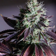 Blueberry OG Feminized Cannabis Seeds By Sonoma Seeds Sonoma Seeds
