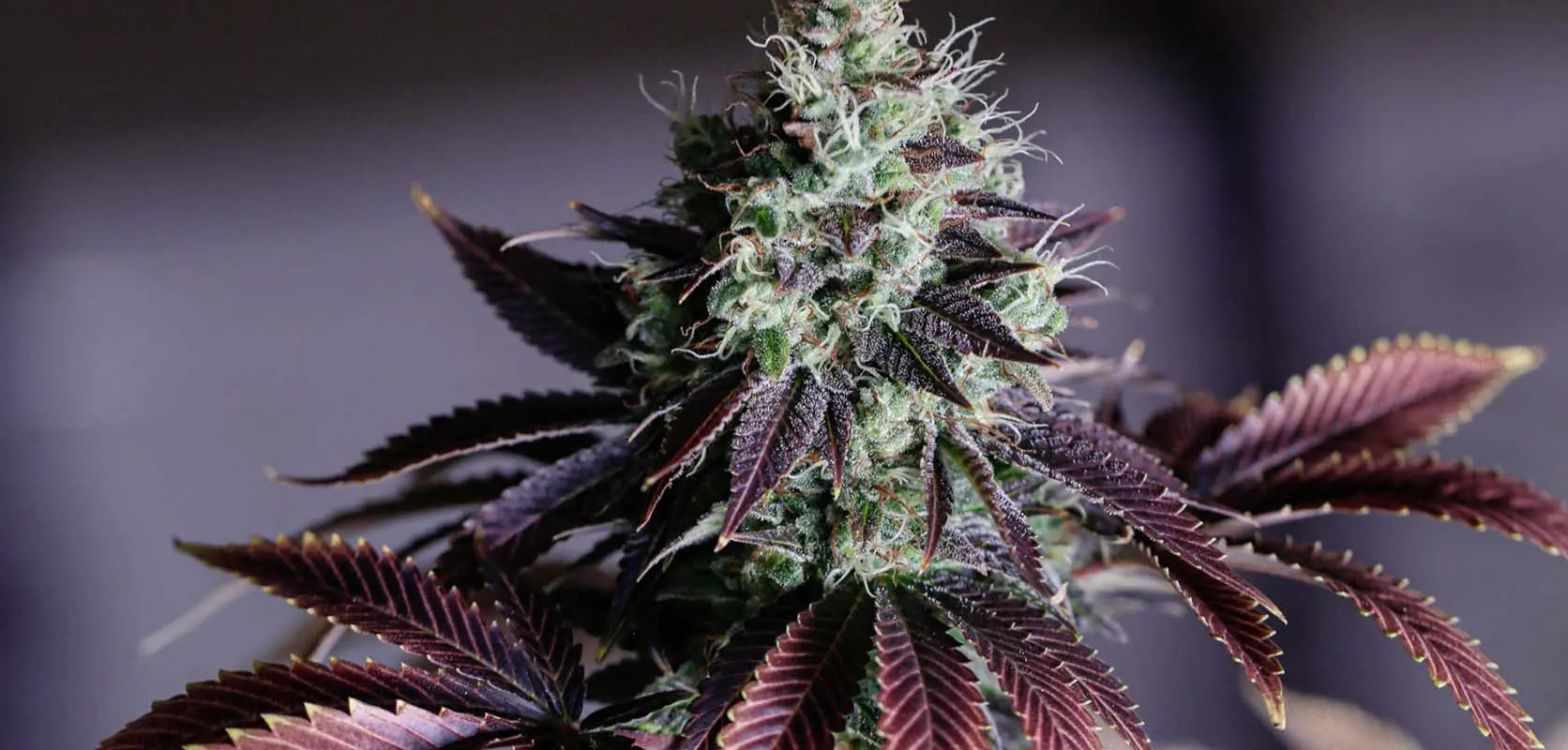 Blueberry OG Feminized Cannabis Seeds By Sonoma Seeds Sonoma Seeds
