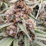 Blueberry OG Feminized Cannabis Seeds By Sonoma Seeds Sonoma Seeds