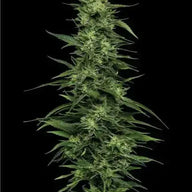 Limez Feminized Cannabis Seeds By Humboldt Seed Company Humboldt Seed Company