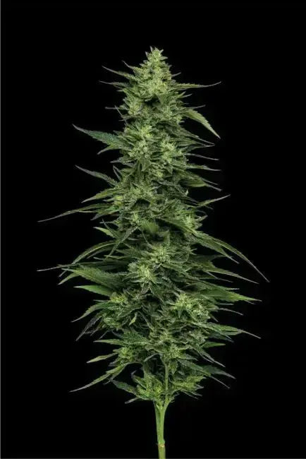 Limez Feminized Cannabis Seeds By Humboldt Seed Company Humboldt Seed Company