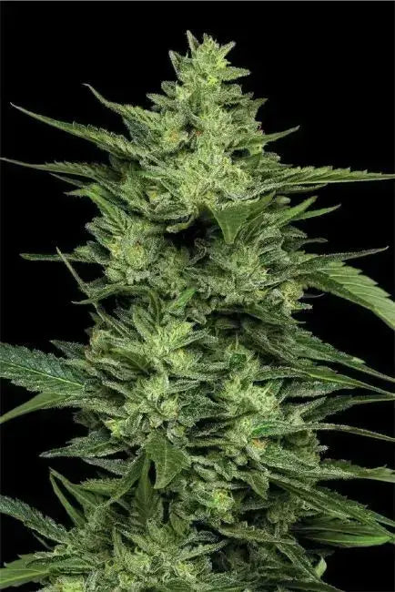 Limez Feminized Cannabis Seeds By Humboldt Seed Company Humboldt Seed Company