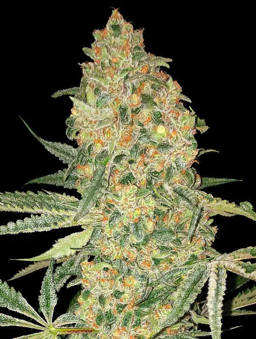 Bruce Banner Feminized Cannabis Seeds By Sonoma Seeds Sonoma Seeds
