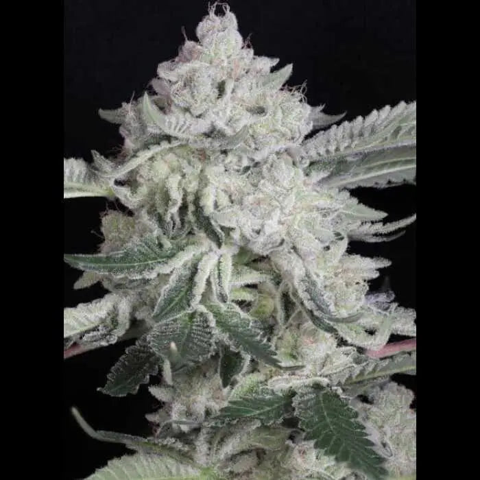 Bubbawhip Feminized Cannabis Seeds By Twenty20 Mendocino Twenty20 Mendocino