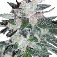 Bubblegum Autoflower Cannabis Seeds By Sunwest Genetics Sunwest Genetics