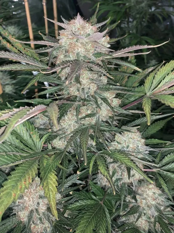 Bubblegum Autoflower Cannabis Seeds By Sunwest Genetics Sunwest Genetics