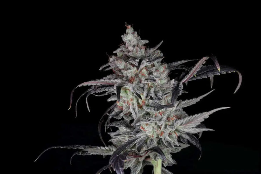 Cali Couture Feminized Cannabis Seeds By Twenty20 Mendocino Twenty20 Mendocino