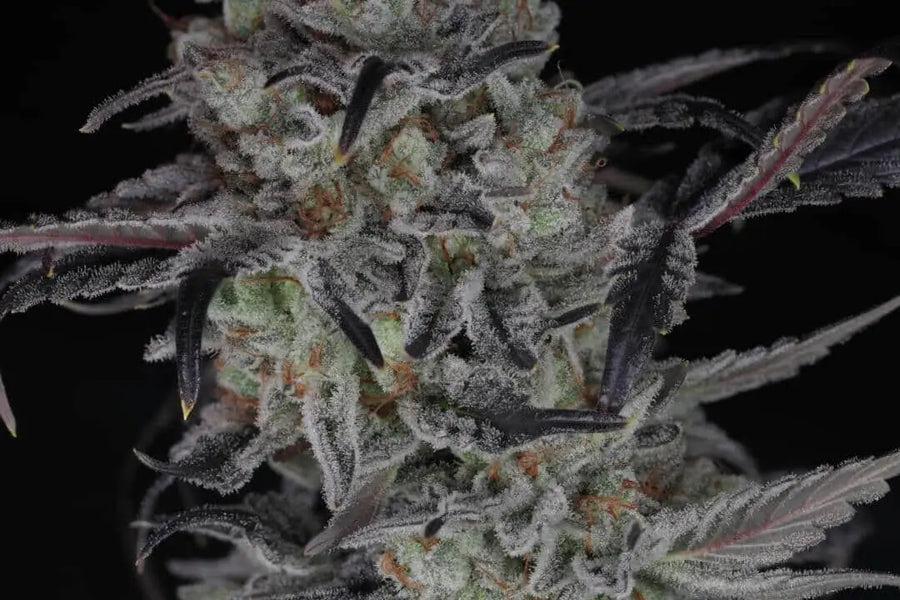 Cali Couture Feminized Cannabis Seeds By Twenty20 Mendocino Twenty20 Mendocino