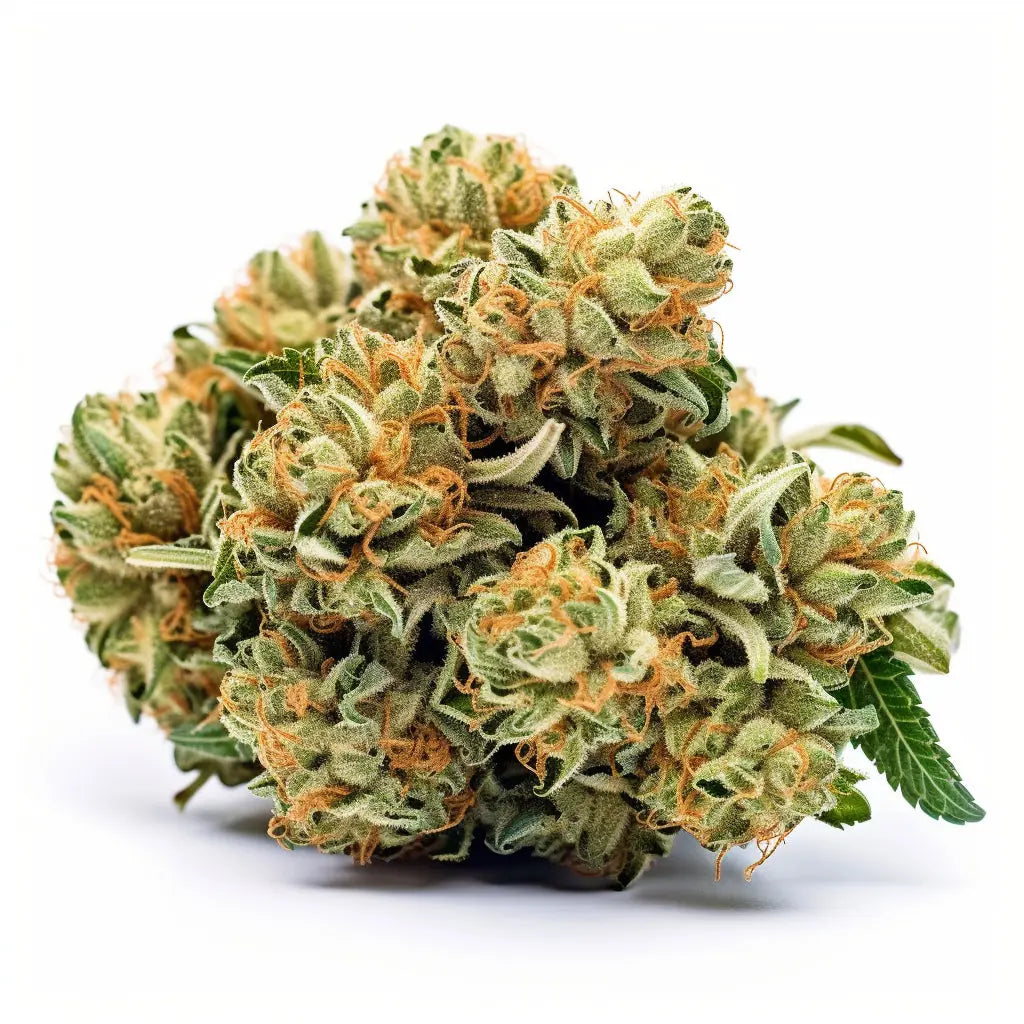 Cali OG Kush Haze Feminized Cannabis Seeds By Crop King Seeds Crop King Seeds