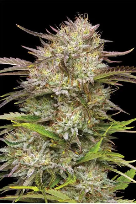 California Haze Feminized Cannabis Seeds By Humboldt Seed Company Humboldt Seed Company