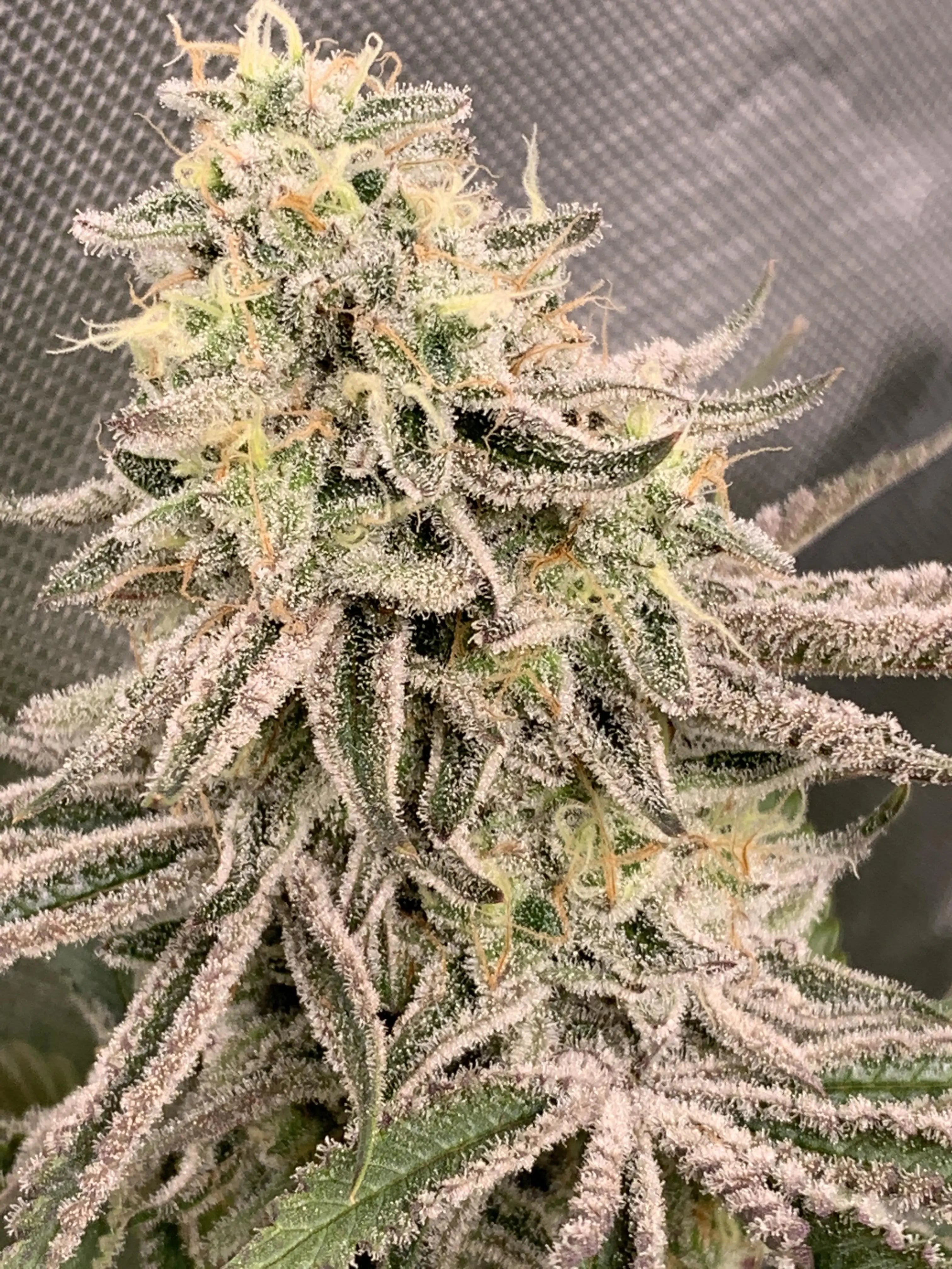 Candy Cane Autoflowering Cannabis Seeds By Crop King Seeds Crop King Seeds