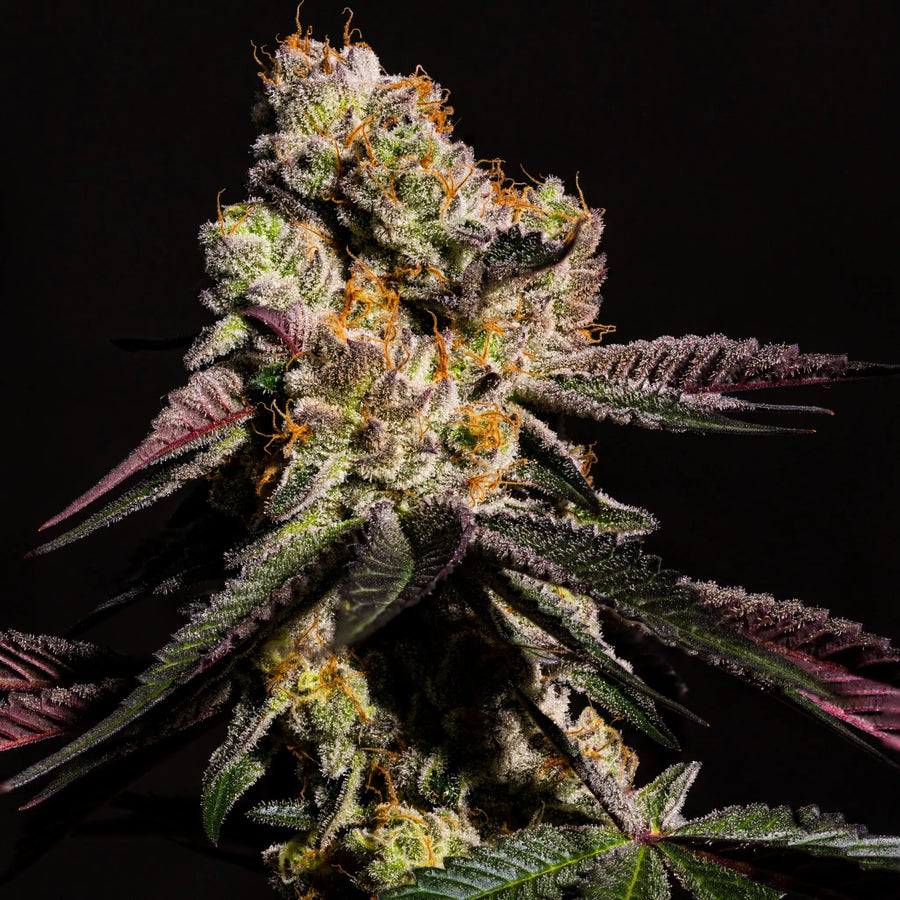 Cap'n Kush Feminized Cannabis Seeds By Elev8 Seeds Elev8 Seeds