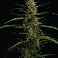 Caribbean Queen Feminized Cannabis Seeds By Humboldt Seed Company Humboldt Seed Company