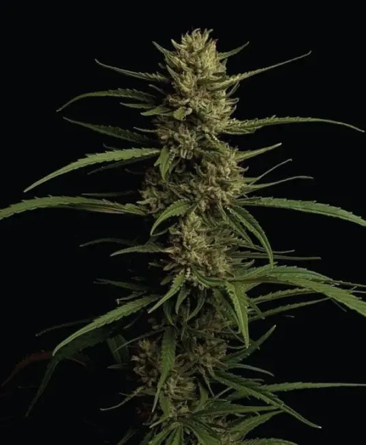 Caribbean Queen Feminized Cannabis Seeds By Humboldt Seed Company Humboldt Seed Company