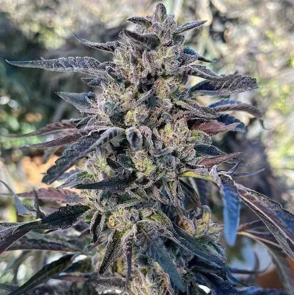 Cheetah Cherry Gelato Feminized Cannabis Seeds By BigMike's Genetics BigMike's Genetics