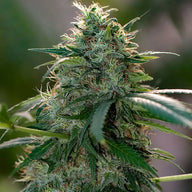 Chemdog Feminized Cannabis Seeds By Green House Seed Co. Green House Seed Co.