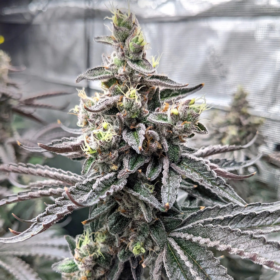 Cherry Runtz Feminized Cannabis Seeds By Elev8 Seeds Elev8 Seeds