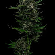 All Gas OG Feminized Cannabis Seeds By Humboldt Seed Company Humboldt Seed Company