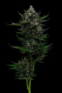 All Gas OG Feminized Cannabis Seeds By Humboldt Seed Company