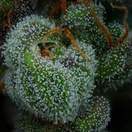 All Gas OG Feminized Cannabis Seeds By Humboldt Seed Company Humboldt Seed Company