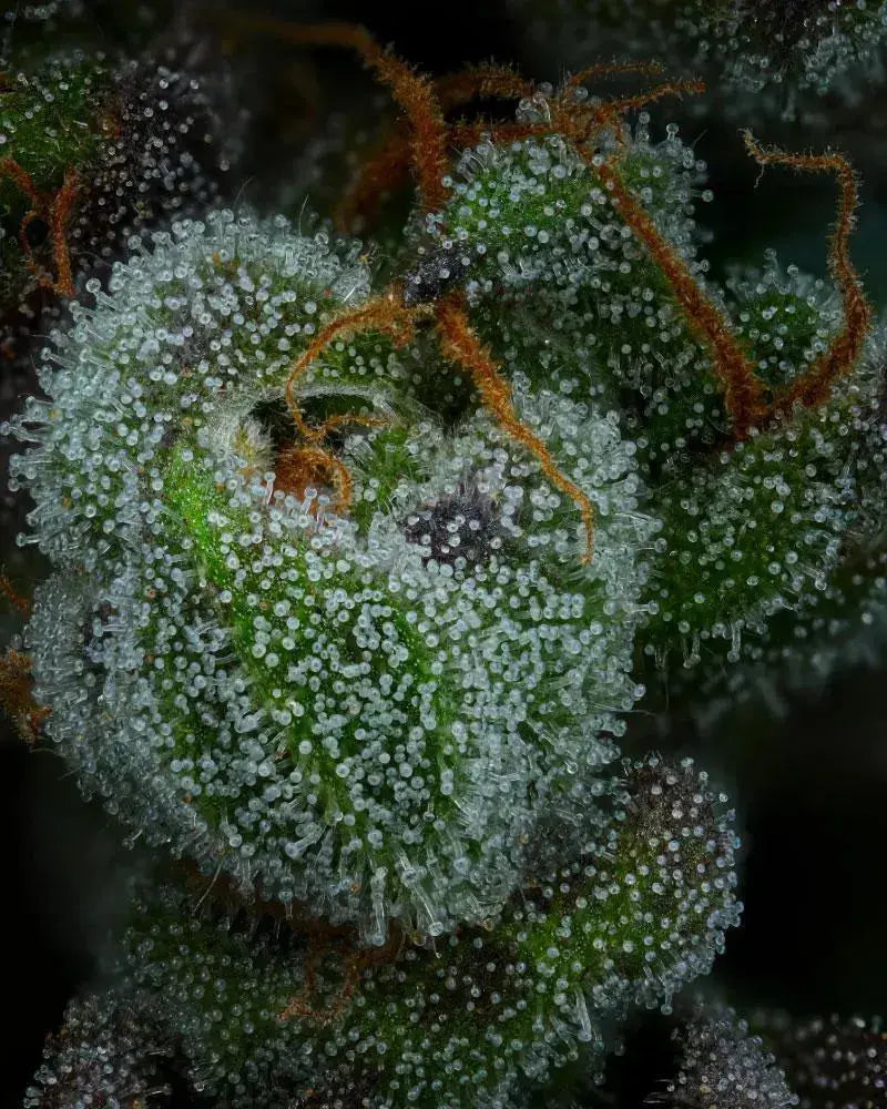 All Gas OG Feminized Cannabis Seeds By Humboldt Seed Company Humboldt Seed Company