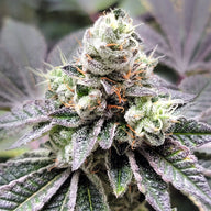 Coco-Nutty Feminized Cannabis Seeds By Elev8 Seeds Elev8 Seeds