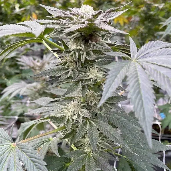 Cookies N Frost Feminized Cannabis Seeds By BigMike's Genetics BigMike's Genetics
