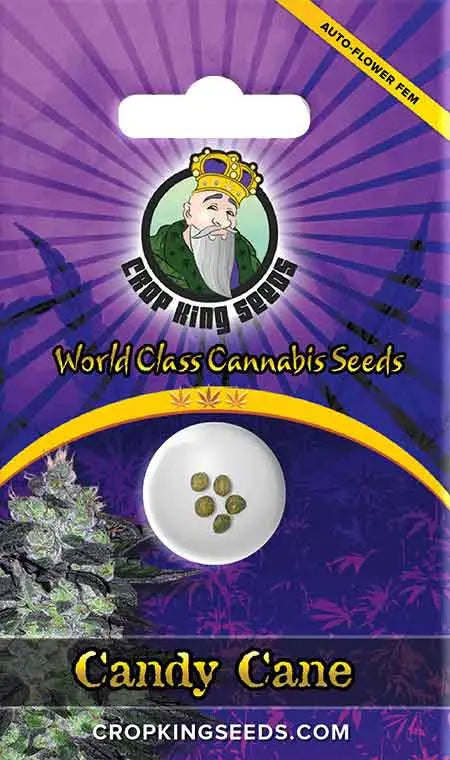 Crop King Seeds Candy Cane Autoflowering Cannabis Seeds, Pack of 5 Crop King Seeds
