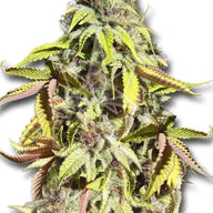 Crop King Seeds Crown Royale Feminized Cannabis Seeds, Pack of 5 Crop King Seeds