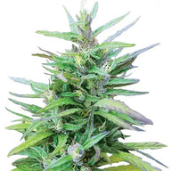 Crop King Seeds Sativa Star Feminized Cannabis Seeds, Pack of 5 Crop King Seeds