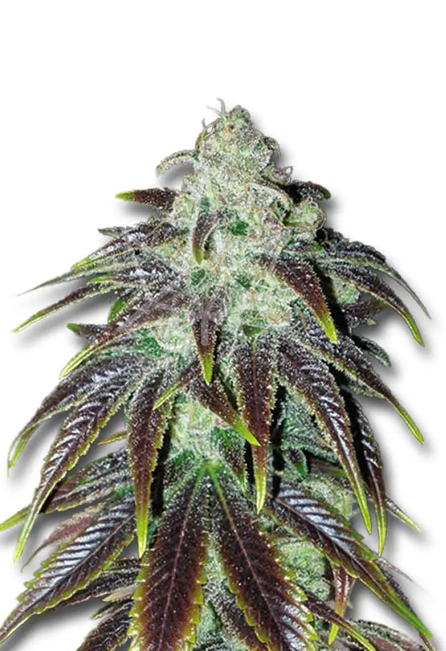 Crop King Seeds Sour Jack Feminized Cannabis Seeds, Pack of 5 Crop King Seeds