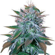 Crop King Seeds White Widow Feminized Cannabis Seeds, Pack of 5 Crop King Seeds