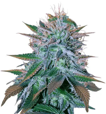 Crop King Seeds White Widow Feminized Cannabis Seeds, Pack of 5 Crop King Seeds