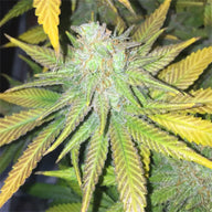 Crown Royale Feminized Cannabis Seeds By Crop King Seeds Crop King Seeds