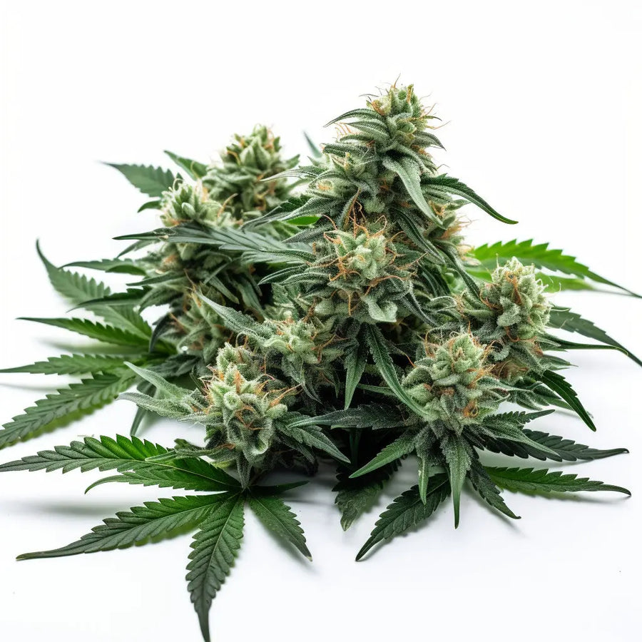 Crystal Autoflower Cannabis Seeds By Mary Jane's Garden Mary Jane's Garden