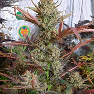 Dark Phoenix Feminized Cannabis Seeds By Green House Seed Co. Green House Seed Co.