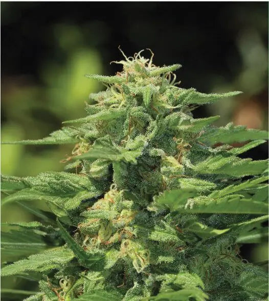 Dream Queen Feminized Cannabis Seeds By Humboldt Seed Company Humboldt Seed Company
