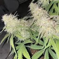 Early Miss Autoflower Cannabis Seeds By Crop King Seeds Crop King Seeds