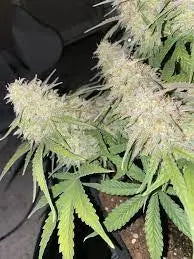 Early Miss Autoflower Cannabis Seeds By Crop King Seeds Crop King Seeds