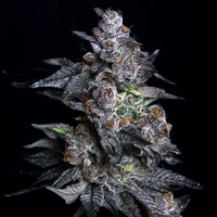 Apple Candie Feminized Cannabis Seeds By Elev8 Seeds